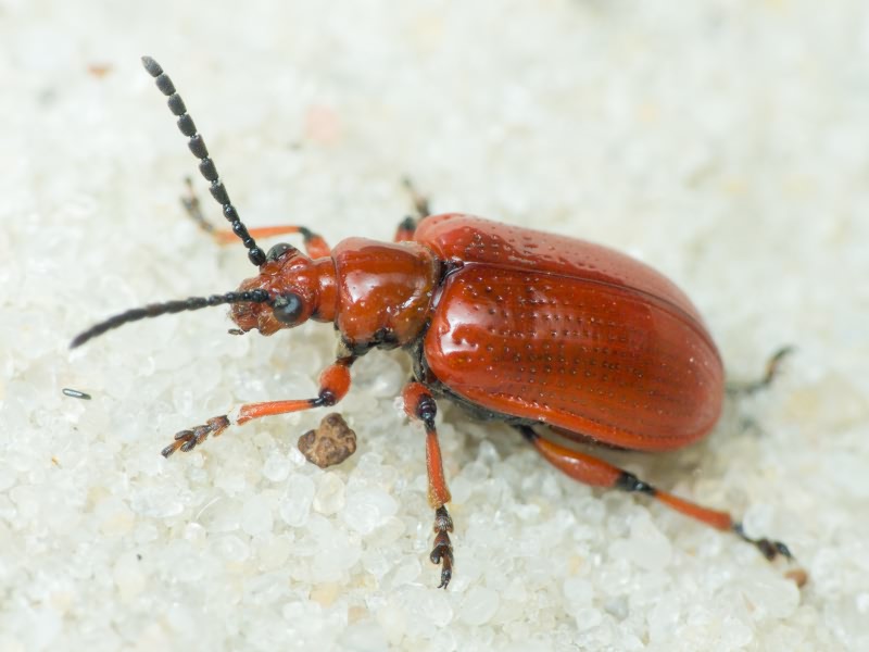 Lilioceris merdigera (Linnaeus, 1758)
